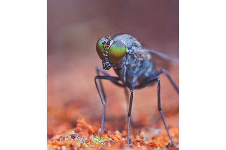 Adult Long-legged Fly of the Family, an Animal Photo by Lukas Jonaitis SHOP