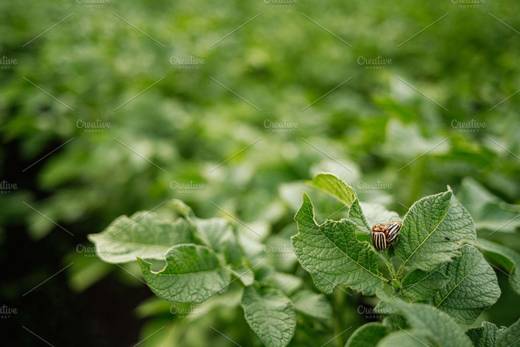 Close-up of insect on potato leaf in green agricultural field, a Photo by AS photostudio