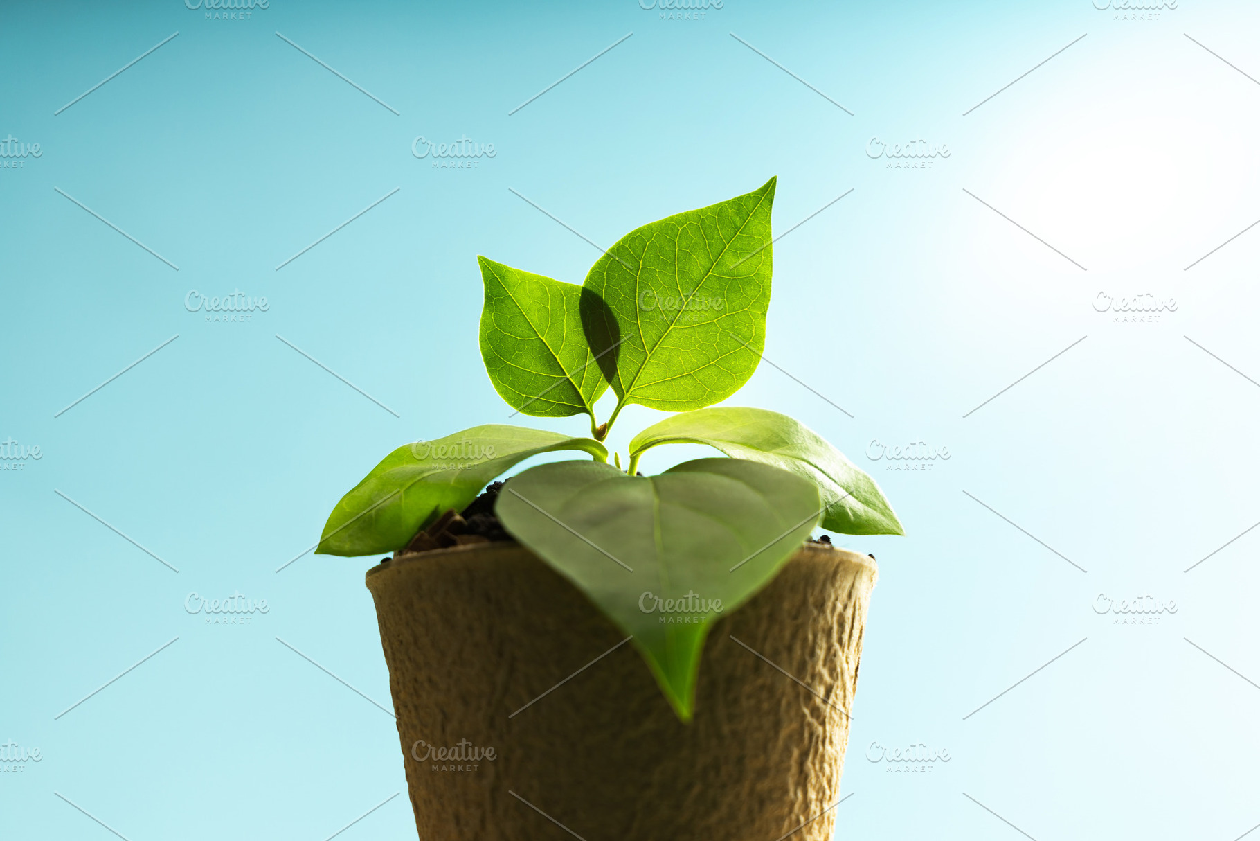Close up of Young Green plant sprouts from soil under clear sky., a Photo by salmon.black