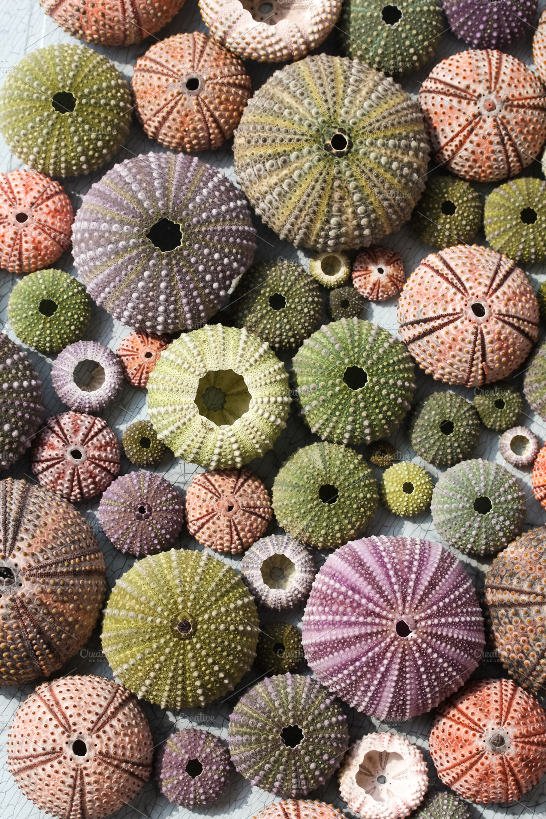 Colorful sea urchin shells, a Nature Photo by c l a r a X Y