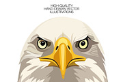 Animals of North America Vector Set, an Animal Illustration by Katerina Peres (Thumbnail 4 of 8)