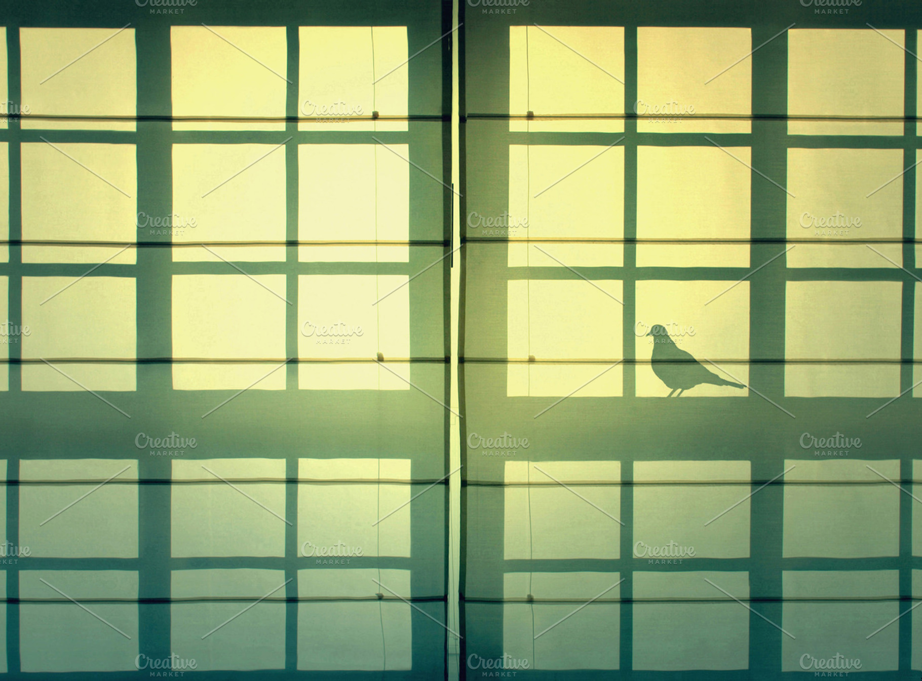 Shadow of a bird, an Abstract Photo by Cazador de sueños