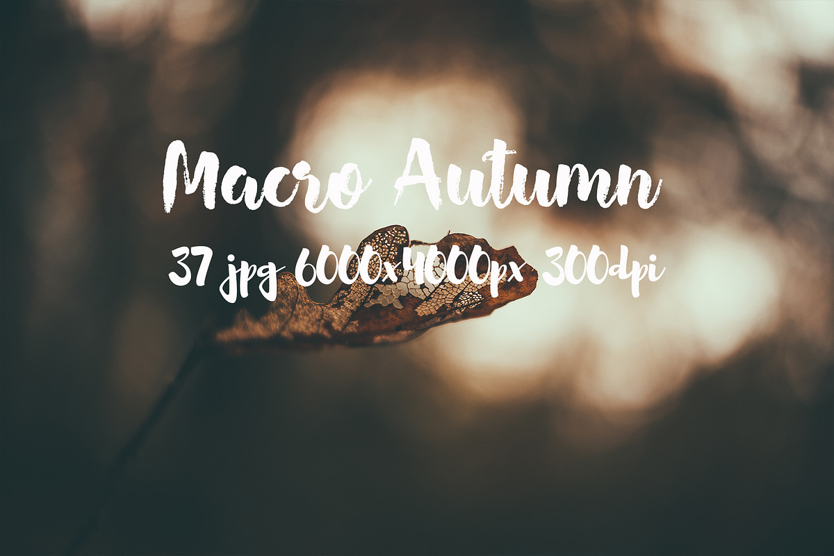 Macro Autumn photo bundle, a Templates & Theme by ApertureVintage (Photo 10 of 21)