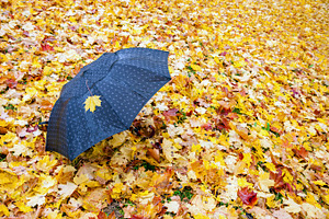 Umbrella at autumn, a Nature Photo by BOOCYS