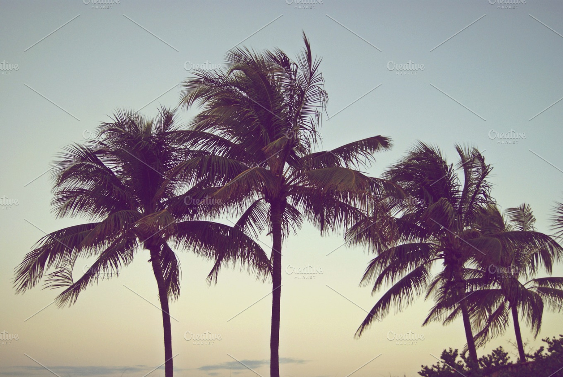 Palms featuring palm, palm tree, and sunset, a Nature Photo by Design & photo resources