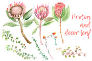 Succulent and Cactus collection, an Illustration by IvanFet (Thumbnail 5 of 10)
