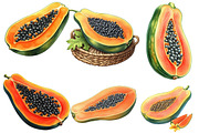 Watercolor Papaya Fruit Clipart, an Illustration by Designworld (Thumbnail 3 of 6)
