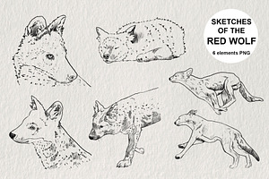 Red wolf animal sketches PNG, an Animal Illustration by LOKSKIH