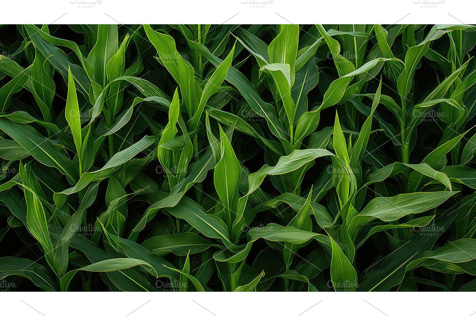 agriculture corn top view ai, a Nature Photo by pikepicture