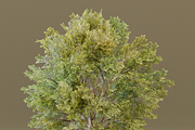 The Siberian Elm Tree, a Plants & Tree 3D Model by FuturePastCreatives (Thumbnail 8 of 8)