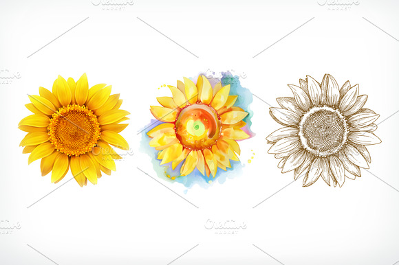Sunflower Different Styles