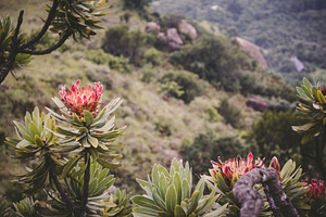 Protea Tree, South Africa