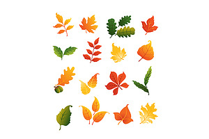 Colourful Autumnal Leaves Set