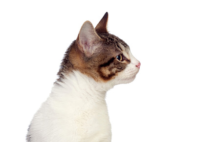 Profile of a cute cat, an Animal Photo by José Manuel Gelpi
