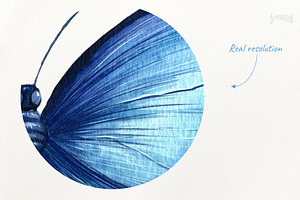 Butterflies 3 Illustrations Set