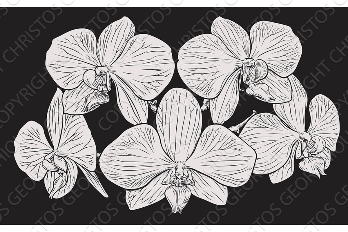 Orchid Flower Woodcut Etching, an Illustration by Christos Georghiou