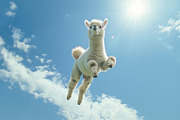 116 Flying animals, an Animal Photo by Handmadefont (Thumbnail 7 of 119)