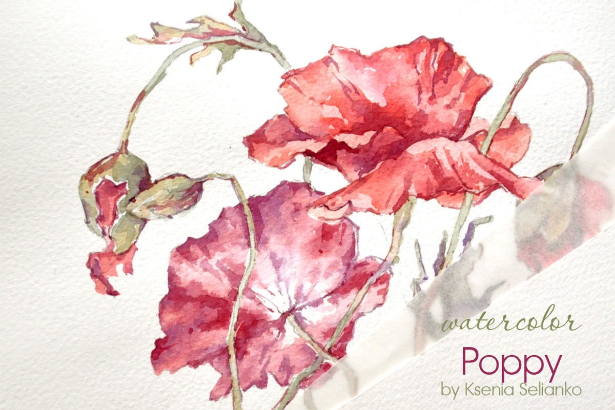 Watercolor Poppy, an Illustration by Ksenia Selianko (Photo 2 of 2)