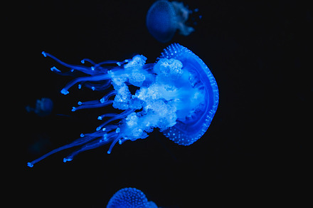 Jellyfish containing aquarium, fish, and aquatic