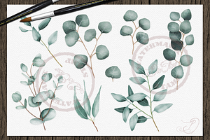 Eucalyptus 2 Watercolor Clip Art