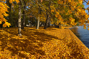A serene lakeside view in autumn, featuring vibrant yellow maple leaves coverin, a Nature Photo by Textures & Backgrounds