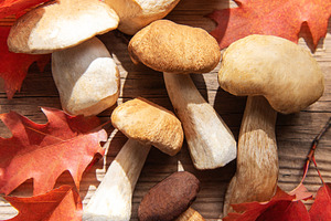 Porcini mushrooms with red oak leaves on wood, a Food & Drink Photo by Olena Rudo