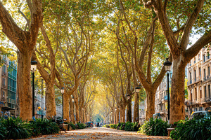 Serene tree-lined pathway in a tranquil park, a Nature Photo by AlyaAnd