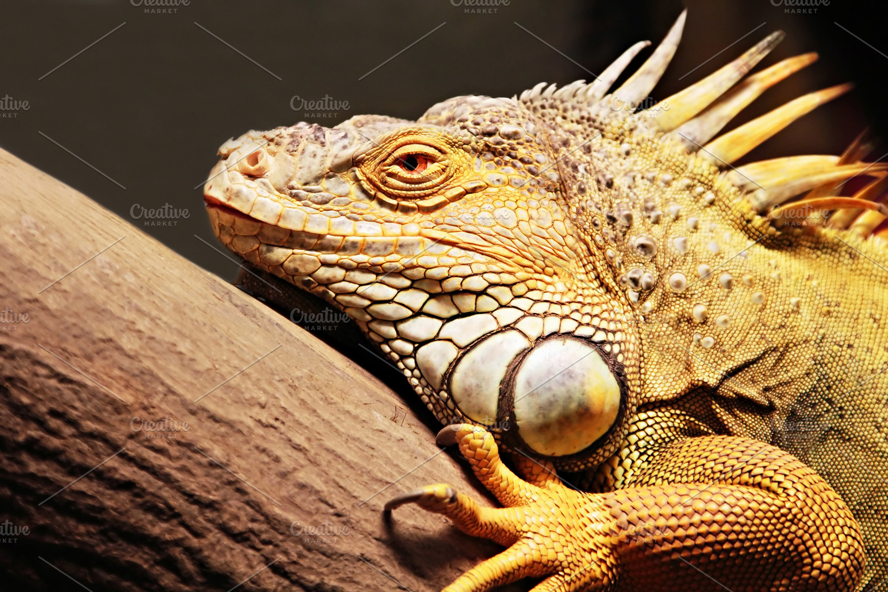 Yellow iguana, a Photo by saiko3p