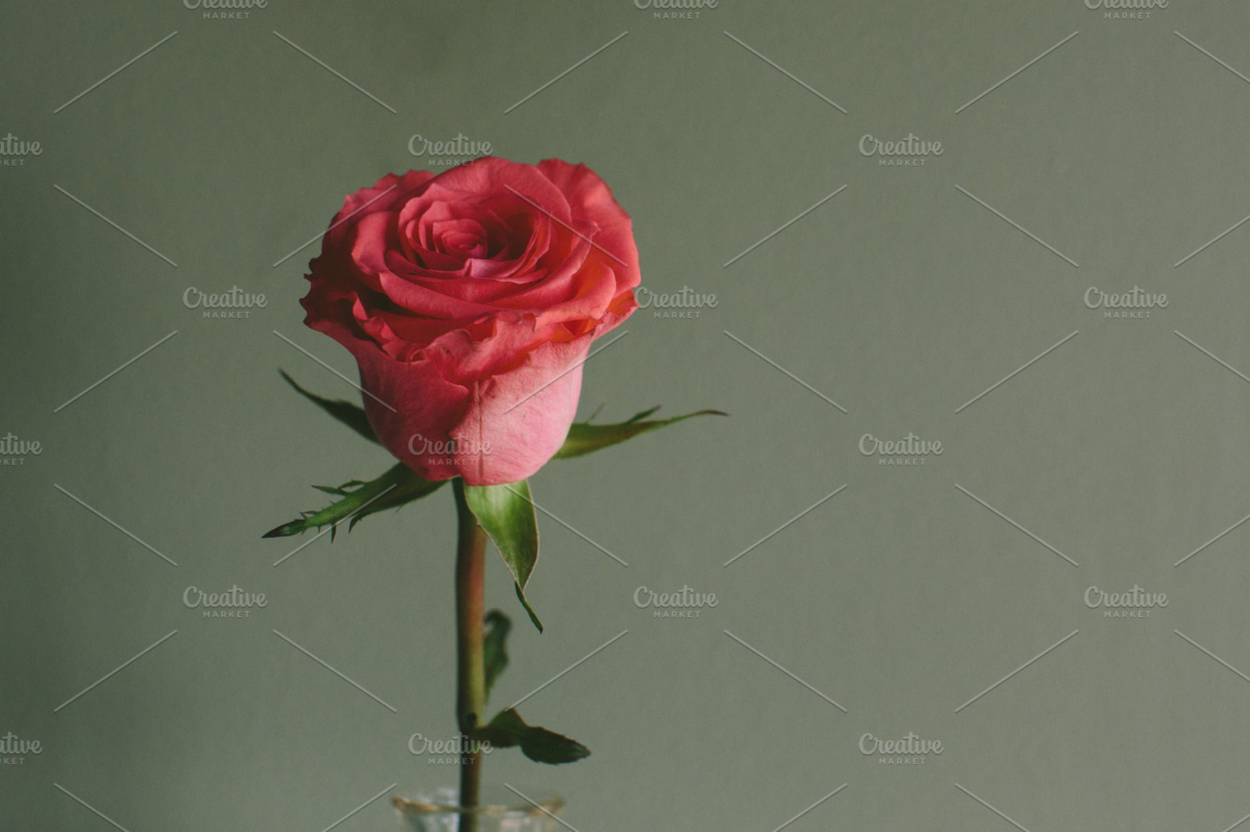 Rose 2 Stock Photo