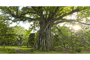 Giant banyan tree rainforest in