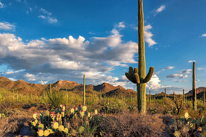 Saguaro National Park