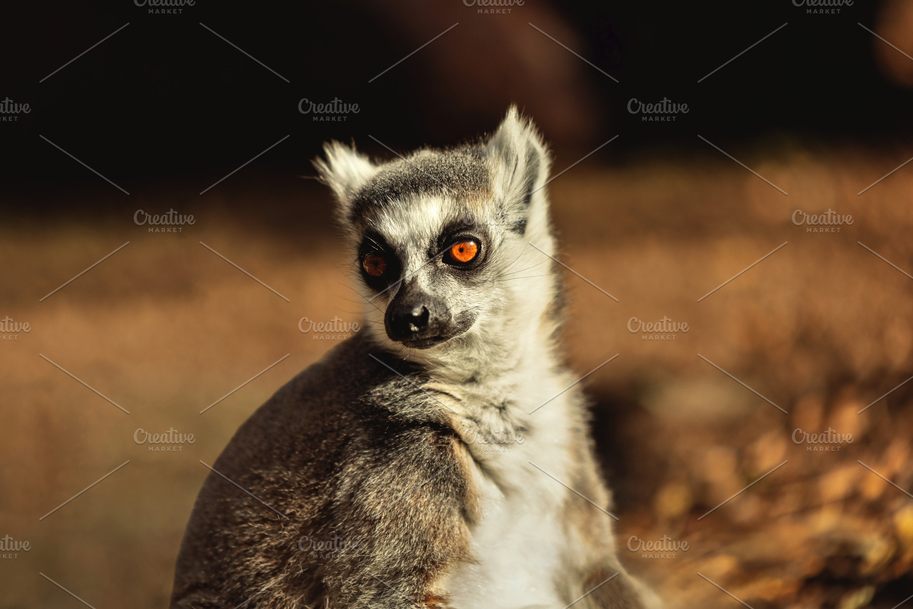 Ring-tailed lemur with a captivating, an Animal Photo by Perpis