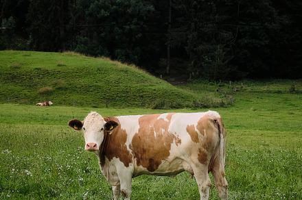 Bavarian cow in the Alps