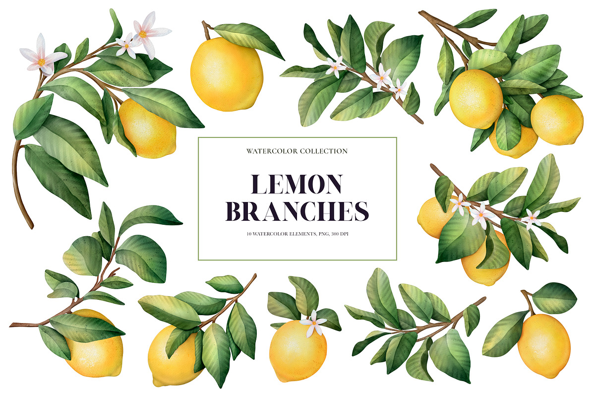 Lemon branches. Watercolor PNG, an Illustration by OlyaGutArt (Photo 2 of 4)