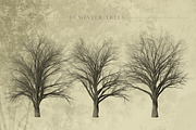 Zelkova Serrata Trees, an Object Graphic by Athlos ArtLab (Thumbnail 3 of 5)