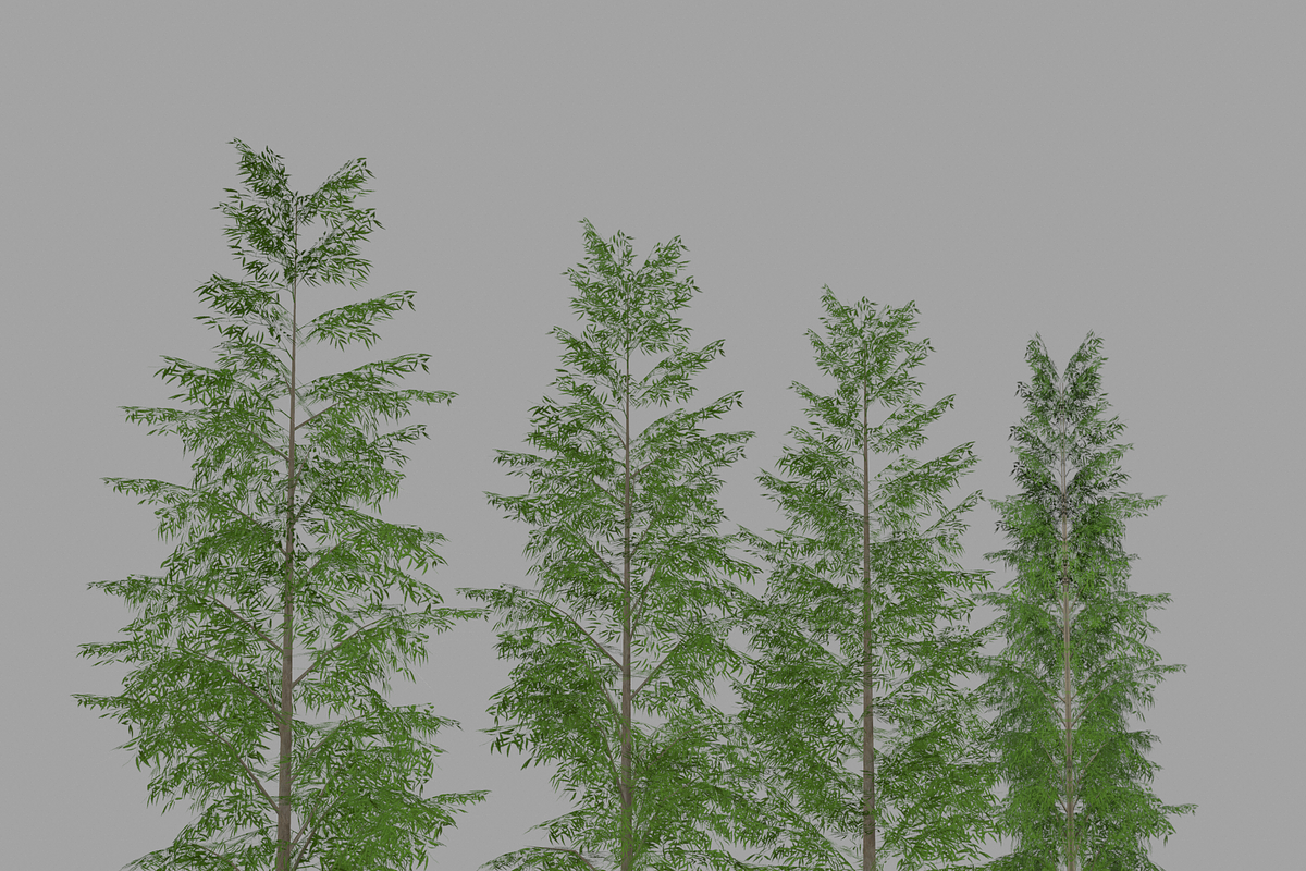 Eucalyptus tree #1, an Environmental 3D Model by AndrewWhite (Photo 10 of 13)