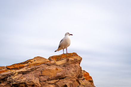 Close-up of a seagull on a rock at Stokes Bay Beach, Australia