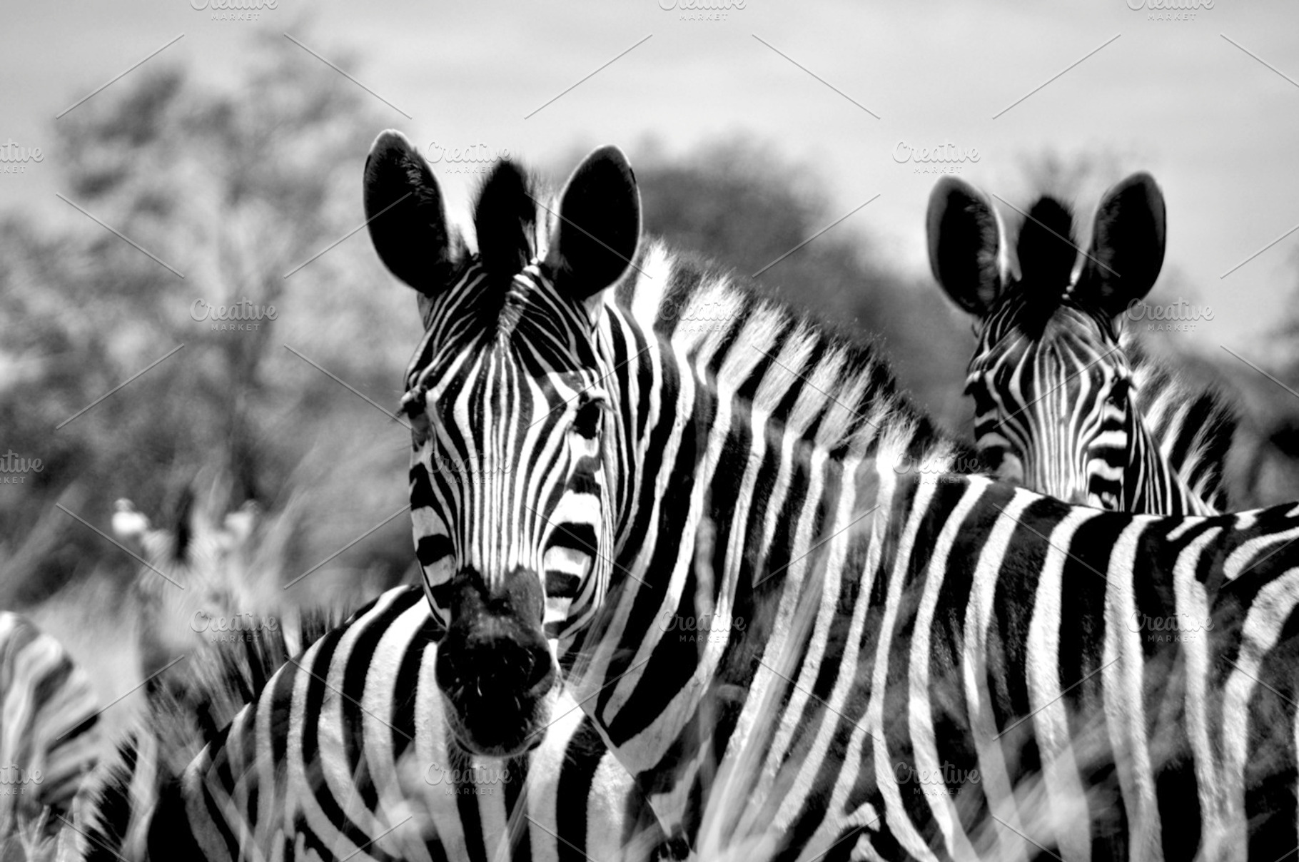 Zebras stock photo containing zebra and animals in the wild, an Animal Photo by SCF