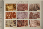 Vestige · Organic Backgrounds, a Background Graphic by alonahaidash (Thumbnail 2 of 14)