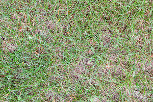 Grass texture in the field with green and brown leaves, a Nature Photo by Davizro's Market