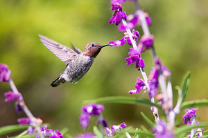 Hummingbird Having a Snack