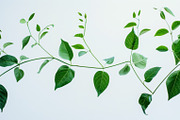 99 Frames of green leaves, a Nature Photo by Handmadefont (Thumbnail 99 of 100)