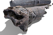 13 Tree Logs, an Environmental 3D Model by Beatheart Creative Studio (Thumbnail 22 of 37)