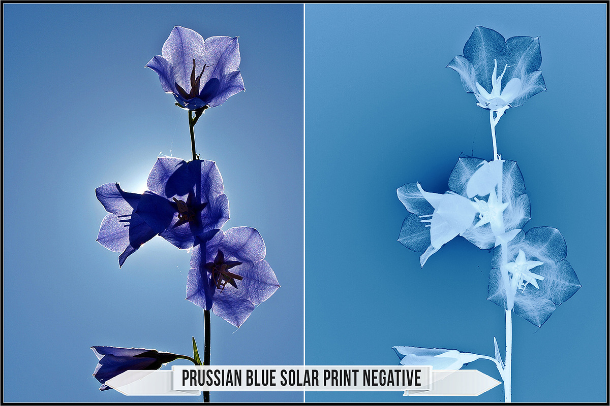 Authentic Cyanotype LUTs, a Plug-in Add-On by Raztrend (Photo 19 of 32)