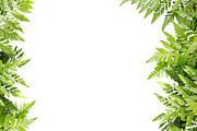 Nature border featuring background, botanical, and botany, an Arts & Entertainment Photo by rakoptonLPN (Thumbnail 2 of 4)