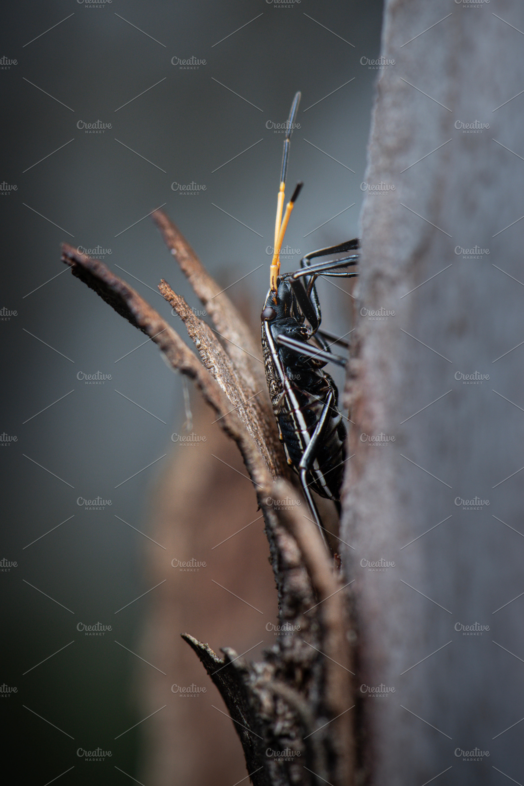 Gum Tree Shield Bug, an Animal Photo by Rob D Animal Photography