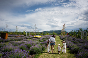 Family walking together in a lavender field on a sunny day, a Photo by AS photostudio