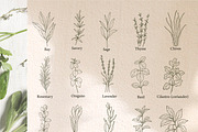 Hand drawn herbs and spices, an Object Illustration by RaDavCrafts (Thumbnail 2 of 7)