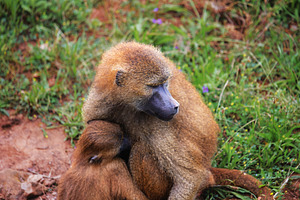 Mother baboon embracing infant in na, an Animal Photo by Perpis