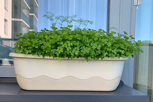 Parsley in a pot on a city balcony, a Nature Photo by IrinaCzaran